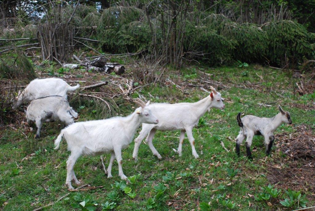 Farm Stay Dolinar Krainer Bohinjska Bela Pokój zdjęcie
